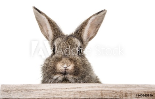Picture of Hase 